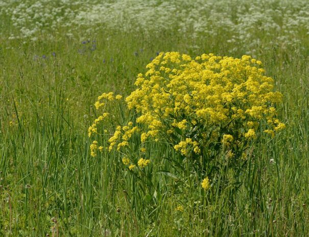 1280px-Bunias_orientalis_-_Rakvere_raibe